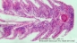 Preview: BRESSER MikroCam PRO HDMI microscope camera
