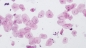Preview: BRESSER prepared slides, high quality, set of 10