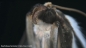Preview: BRESSER MikroCam PRO HDMI microscope camera