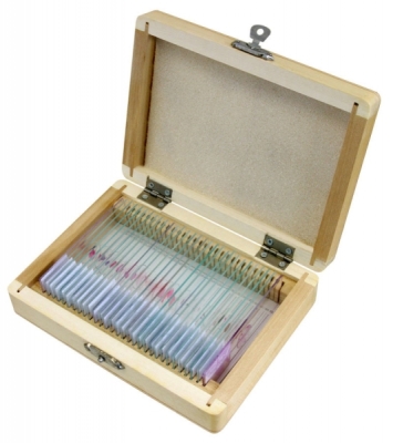 BRESSER Prepared Slides: Histology